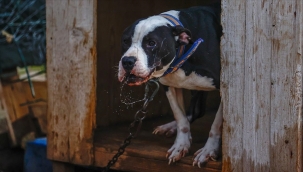 İzmir'de yasaklı ırklardaki 1985 köpek kayıt altına alındı