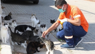 İzmir Gaziemir'de artık gıdalar sokak hayvanlarına 