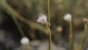 İzmir'de keşfedilen yeni bitki türü bilim dünyasına kazandırıldı