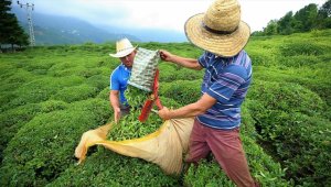 Kar, çayda kalite ve verimi artıracak