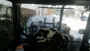 Kar temizlerken bulduğu kediye gözü gibi bakıyor