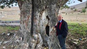Kayseri 300 yıllık Akkavak Ağacı tespit edildi