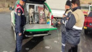 Kayseri'de başıboş gezen tehlikeli ırk köpek yakalandı
