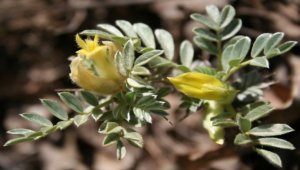 Kayseri'de keşfedilen geven türü literatüre girdi