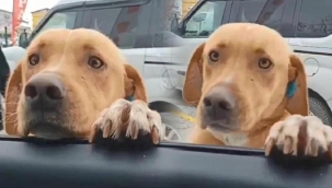 Kendisine mama veren polislerin aracını görünce peşlerine düşüyor