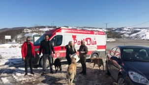 Kocaeli İzmit'te Patibüs can dostların yanında 