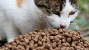 Kocaeli'nde patili dostlar aç kalmıyor 