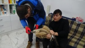 Konya'da donmak üzere olan kartal kurtarıldı