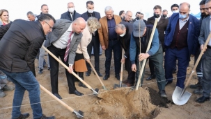 Manisa Alaşehir'de cennet hurmaları toprakla buluştu