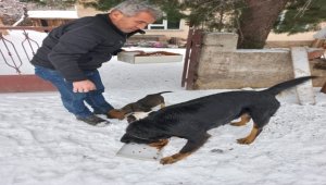 Nallıhan Kitap Okuma Platformu üyeleri sokak hayvanlarını besledi