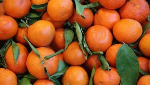 Narenciye sektörü, bahçe ile market arasındaki yüksek fiyat farkından şikayetçi