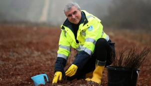 Sakarya Botanik'te 2,5 milyon fide toprakla buluştu