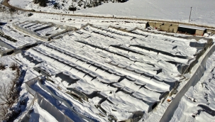 Sevgililer Günü için hazırlanmıştı: 2 milyon dal gül çöken seranın altında kaldı