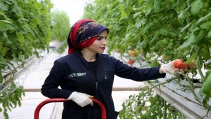 Soğuğuyla ünlü Sivas'ta jeotermal serada yetiştirilen domatesler Avrupa'ya satılıyor