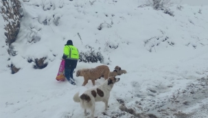 Sokaktaki can dostların mama heyecanı 