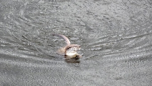 Vali paylaştı: Minik dostumuz görenleri şaşırtıyor. Nereden geldi acaba?