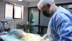 Yaralı köpek Kocaeli Büyükşehir kucak açtı