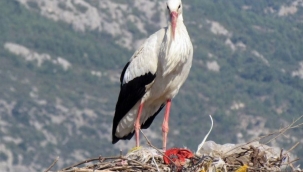Yılın ilk leyleği Söke'ye geldi 