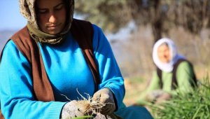 Zorlu yeşil soğan hasadının yükünü kadınlar çekiyor