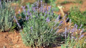 34,3 milyon metrekare Hazine arazisi tıbbi ve aromatik bitkilerin yetiştirilmesi için kiraya verildi