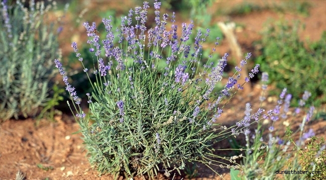 34,3 milyon metrekare Hazine arazisi tıbbi ve aromatik bitkilerin yetiştirilmesi için kiraya verildi