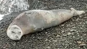 Akdeniz foku, Hatay'da cep telefonuyla görüntülendi