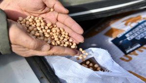 Ankara Büyükşehir Belediyesinden çiftçiye nohut tohumu desteği