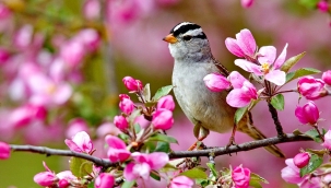 Bahar havası yolda: İlk cemre düşüyor