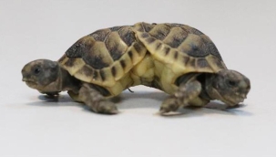 Denizli'de siyam ikizi kaplumbağalar öldü