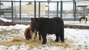 Hayvanat Bahçesindeki hayvanlar, kışın keyfini çıkarıyor