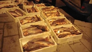 Kaçak avlanan 400 kilogram akbalığa el konuldu