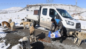 Kayseri Büyükşehir'den can dostlara yem dopingi