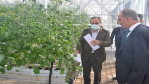 Kırşehir'de topraksız tarımda alternatif ürün projeleri yürütülüyor