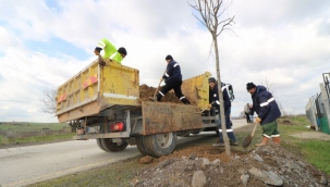 Kocaeli İhsaniye - Yalakdere arasında ağaçlandırma devam ediyor