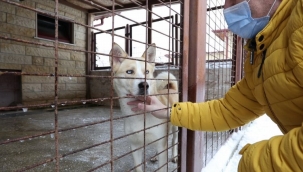 Kocaeli'nde Mahur Lady artık yeni yuvasında