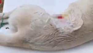 Köpeğe anestezisiz kısırlaştırma operasyonu iddiası! Soruşturma başlatıldı