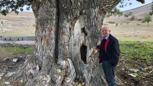 Koramaz Vadisi'nde artık o ağacın yerinde yeller esiyor!