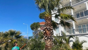 Muğla Milas Belediyesi Boğaziçi, Güllük ve Kırcağız'da çalışmalarına devam ediyor