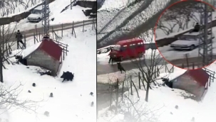 Nefes nefese kaçış! Bahçede domuzla karşılaştı... Kendisini arabanın üstünde buldu