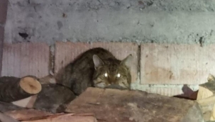 Nesli tükendi sanılıyordu... Zonguldak’da görüldü