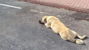 Otomobilin çarptığı köpek tedaviye alındı