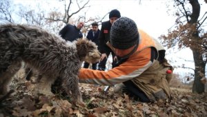 Özel eğitimli köpeklerle "kralların yiyeceğini" topluyorlar