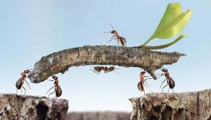 Rüyada karınca görmek hayırlı mıdır? Bereket ve kazanç demektir