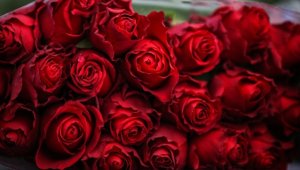 Sevgililer Günü'nün sembolü kırmızı güller 14 Şubat'ta 25-50 liradan satışa sunulacak