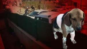 Sultangazi'de Pitbull dehşeti! O anlar kamerada