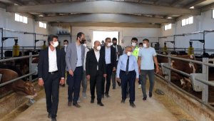 Başkan Büyükkılıç: 10 yıl vadeyle geri ödemeli Büyükbaş Besi Çiftliği yapılacak