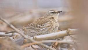 Hevsel Bahçeleri'nde 13 yıl sonra yeniden dağ incir kuşu görüntülendi