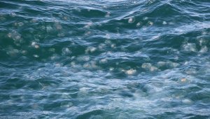 İklim değişikliği nedeniyle denizanaları kıyıları istila edecek