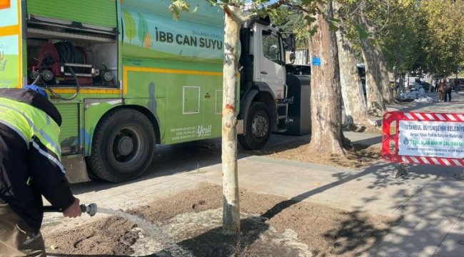 İstanbul Beşiktaş'taki çınar ağaçları yaşatılacak