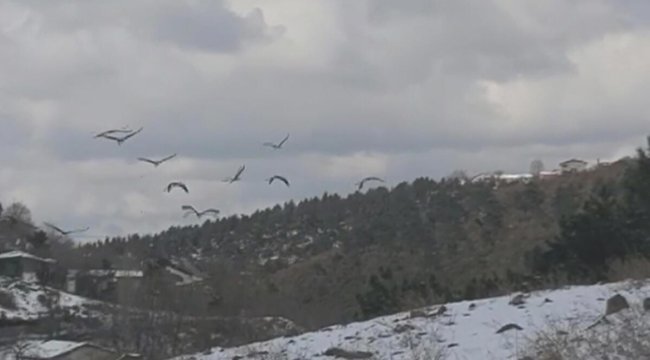 İstanbul'da mola veren leylekler için yem dağıtıldı